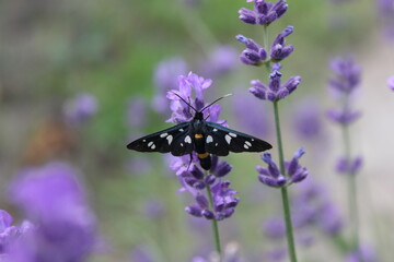 butterfly on flower