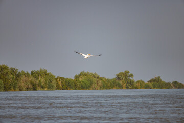 Pelican flying at Donau Delta on a sunny day