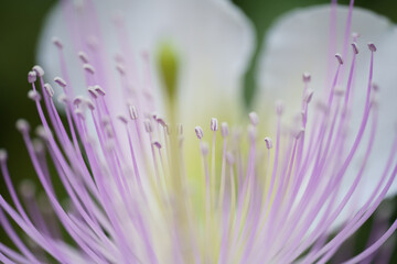 Closeup shot of a purple caper bush flower