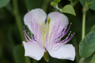 Closeup shot of a purple caper bush flower