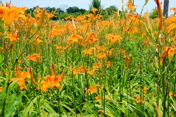 Hemerocallis, also called Daylilies, in a field in Maryland