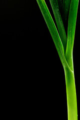 close up freshness green leek and macro shot, isolate balck background and copy space