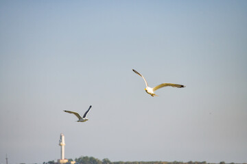 Pelican flying at Donau Delta on a sunny day