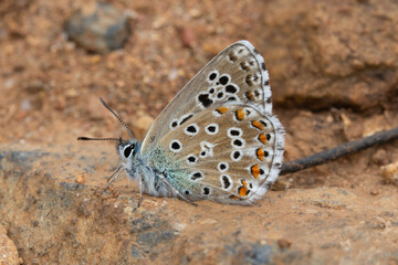 Mariposa