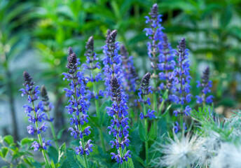 Obraz premium Sage in the garden 