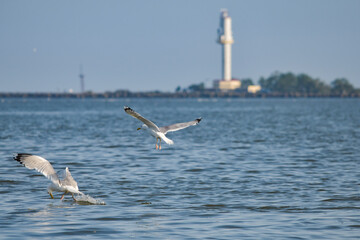 Pelican flying at Donau Delta on a sunny day