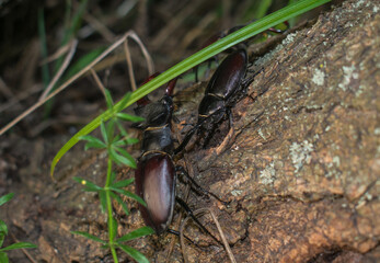 Stag beetle. The male protects his female.