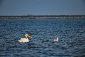 Pelican flying at Donau Delta on a sunny day