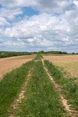 Fototapeta na wymiar a dirt road between fields in springtime