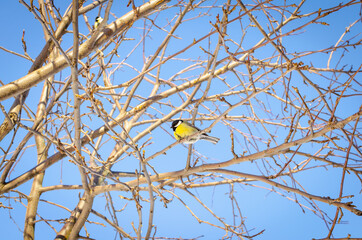 Yellow titmouse in the first fall on the branches.