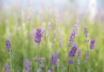 Background of lavender flowers