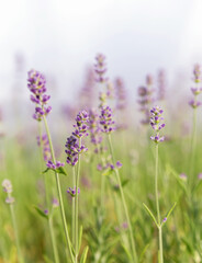 Obraz na płótnie Canvas Background of lavender flowers
