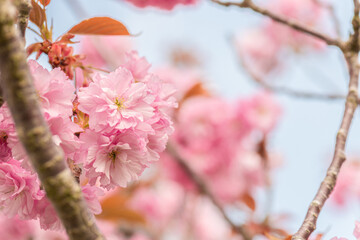 Pink cherry blossom tree in early spring.