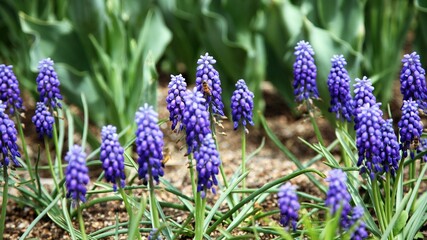 식물 - 무스카리