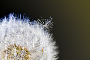 Closeup of fluffy seeds on common dandelion flower head on dark background. Taraxacum officinale. Abstract detail of one separated brown fruit with white feathery fluff on fragile blowball with pappi.