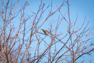 Wild bird in the woods.