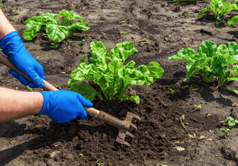 The farmer rakes the soil around the young beet. Close-up of the hands of an agronomist while tending a vegetable garden