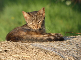 Sleepy kitten on haystack