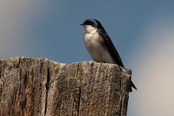 Tree Swallow Male Perching on a Weathered Wooden Fence Post