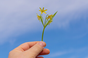 Forest flowers in the hand of a man.