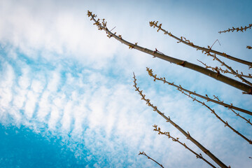 Branches of trees directed towards the sky.