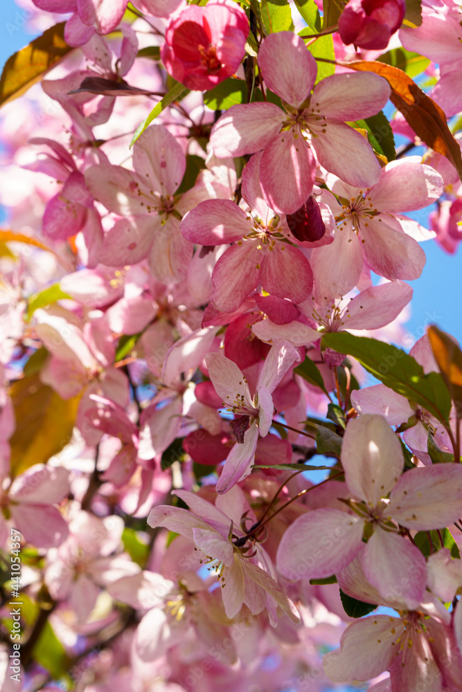 Wall mural Soft focus Close-Up of bouquet of pink apple blossom on tree on sunset copy space. Green Summer Grass Meadow With Bright Sunlight. Sunny Spring Background. nature, ecology, farming, wildlife concept