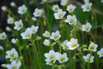 Fishtail Woodsorrel ordinary, white-colored form. Also called Oxalis Latifolia. Small white flowers with five petals grow in a small group next to each other on slender green stems.