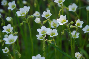 Fishtail Woodsorrel ordinary, white-colored form. Also called Oxalis Latifolia. Small white flowers with five petals grow in a small group next to each other on slender green stems.