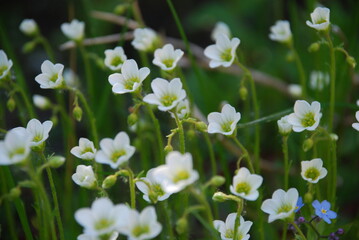 Fishtail Woodsorrel ordinary, white-colored form. Also called Oxalis Latifolia. Small white flowers with five petals grow in a small group next to each other on slender green stems.