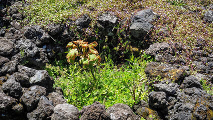 The landscape of Terceira island in the Azores