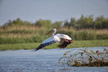 Pelican flying at Donau Delta on a sunny day