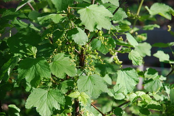 Green leaves of a red currant bush. Under the bright rays of the sun, green leaves and only red smordina berries that have tied up hang on brown branches. Ribes rubrum shrub of the Gooseberry family