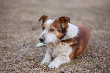 an old sad mongrel dog, lying on the ground, waiting for its owner