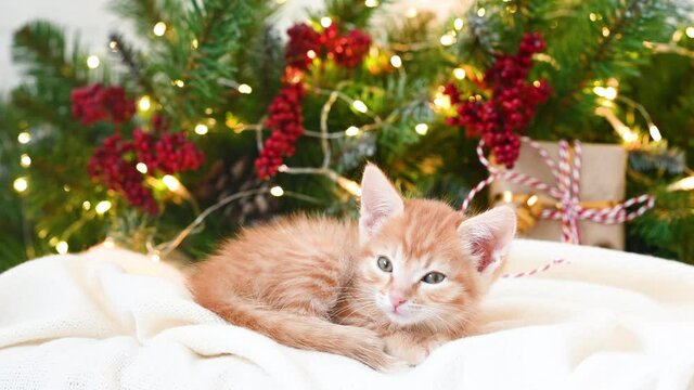 small funny ginger kitten cat sleeping next to a Christmas tree and New Year's gifts. High quality photo