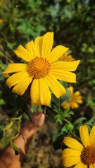 Yellow Daisy 