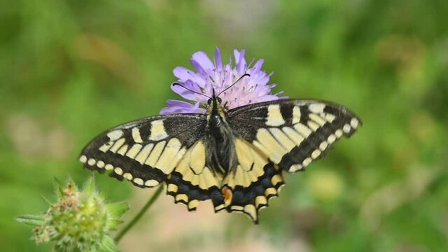 un bel esemplare di papilio machaon mentre si nutre del polline di un bel fiore viola, una bella farfalla svolazza sopra un fiore mentre si nutre, papilionide in montagna