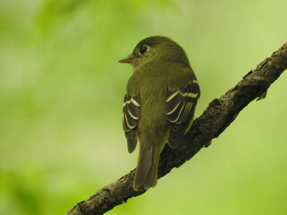 Yellow-bellied Flycatcher