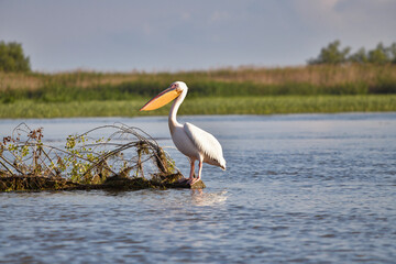 Pelican flying at Donau Delta on a sunny day
