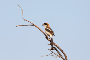 Woodchat Shrike(Lanius senator) is a species of bird belonging to the shrike family.