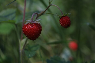 Fragaria vesca, European strawberry, wood strawberry. Wild strawberry bush with ripe shiny red berries on a green background. Ripe red berry close-up outdoors.
