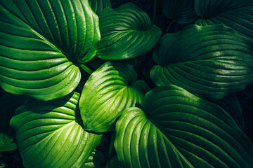 Hosta green leaves top view, summer or spring plant foliage background, natural decorative flower...