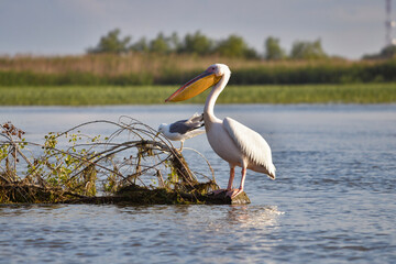 Pelican flying at Donau Delta on a sunny day