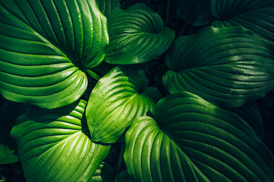 Hosta green leaves top view, summer or spring plant foliage background, natural decorative flower garden.