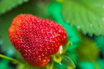 Close up macro view of cute red strawberry on a twig. Summer gardening concept. 