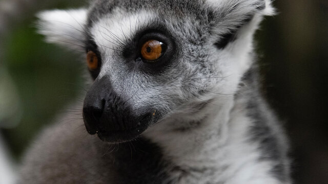 ring tailed lemur