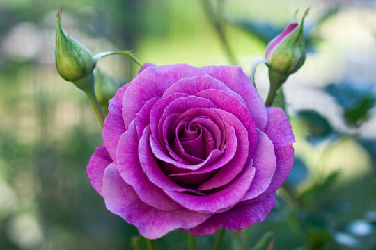 Close-up of a purple rose with buds