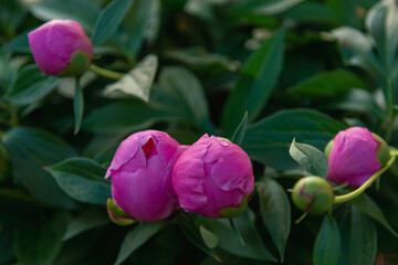 The first flowers, peonies, bloom.