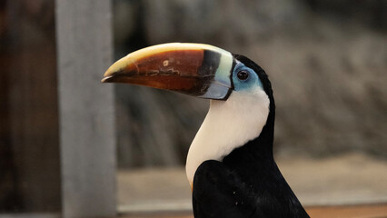toucan in the zoo