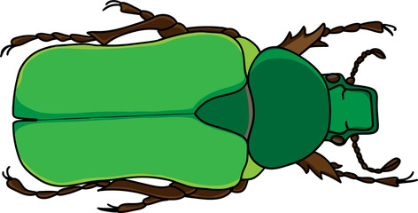 An illustration of a rose chafer beetle, Rhomborrhina resplendens vector