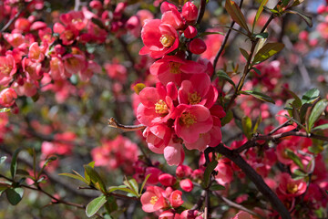 Flowering shrub of Japanese chaenomeles - 441057301